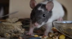 Decât hrănirea șobolanilor de la naștere, rozătoare de la 1 lună